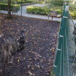 Estas son las medidas especiales de seguridad que ha tomado el Principado en el parque Isabel la Católica de Gijón al detectarse un foco de gripe aviar: afectan tanto a trabajadores como a visitantes