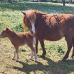 Lolita nace en el paraíso poni de Llanera