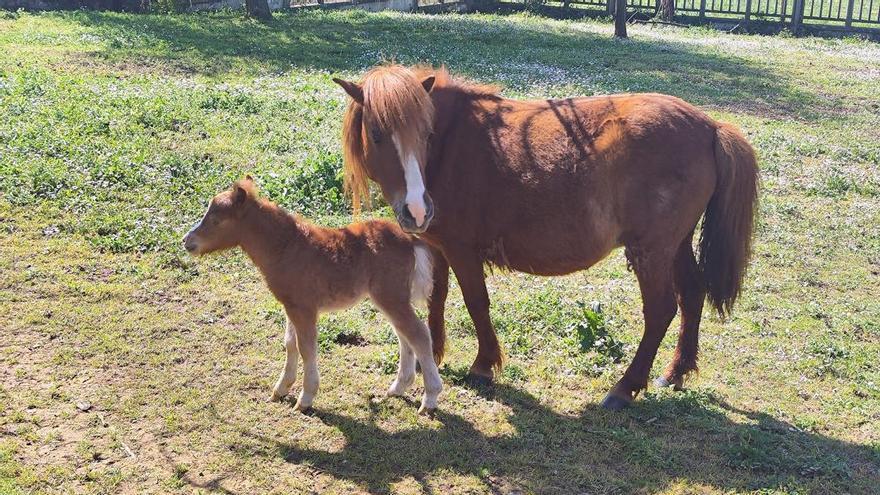 Lolita nace en el paraíso poni de Llanera