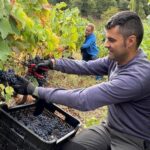 Premiu nacional pa dos vinos de Cangas del Narcea: les ellaboraciones de la bodega La Verdea lleven un Gran Oru y un Oru en VinEspaña