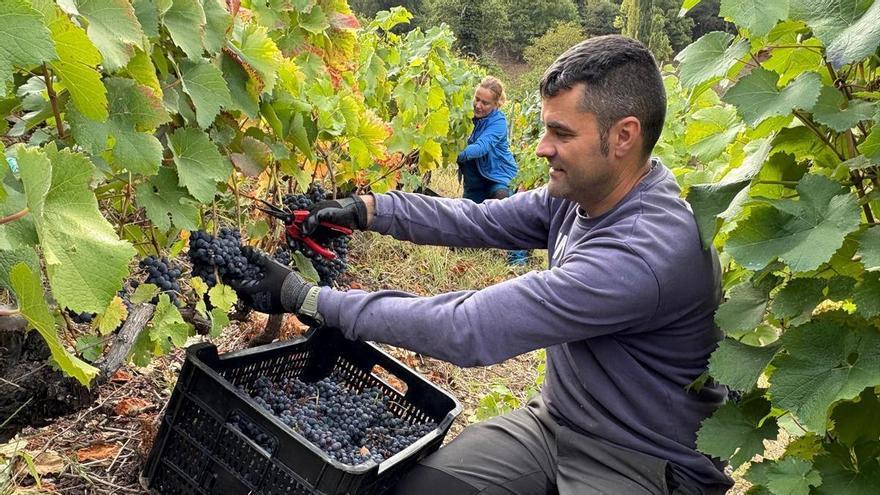 Premiu nacional pa dos vinos de Cangas del Narcea: les ellaboraciones de la bodega La Verdea lleven un Gran Oru y un Oru en VinEspaña