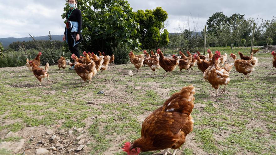 Les pites salen del confinamientu: Asturies vuelve permitir la cría d’estes aves en llibertá quitando n’ocho conceyos