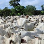 La UE prohíbe importar carne de Brasil por el uso de fármacos de engorde en el ganado