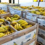 A juicio un gijonés por introducir droga en envíos de bananas
