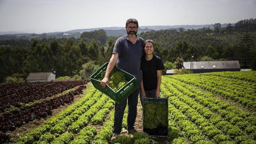 La tierra de Carreño en la que Silveiro y Gisele plantan 17.000 lechugas a la semana