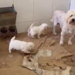 La Policía Nacional rescata en Málaga 300 perros y gatos en un criadero y detiene a dos personas por maltrato animal