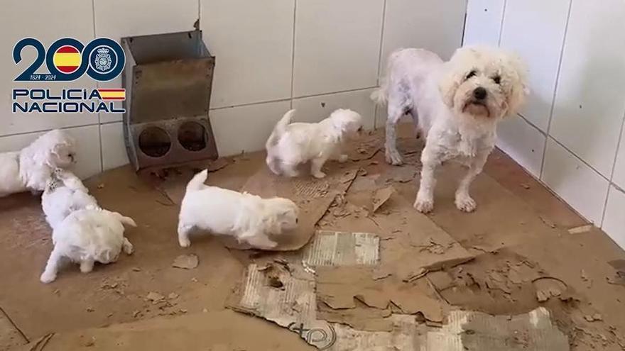La Policía Nacional rescata en Málaga 300 perros y gatos en un criadero y detiene a dos personas por maltrato animal
