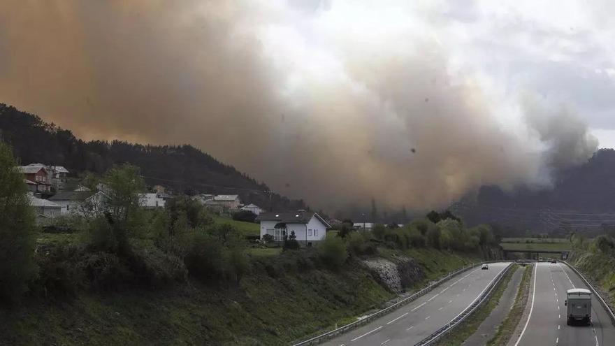 El guiño de los farmacéuticos a la reforestación de Valdés: con motivo de su encuentro nacional harán una plantación de pino autóctono en el concejo