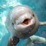 Las belugas, nuevo caso de animal con conciencia de sí mismo al reconocerse en el espejo