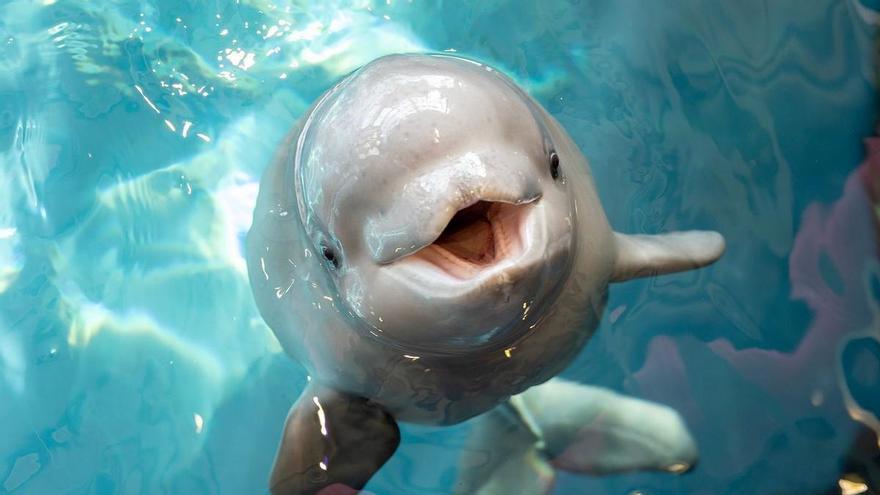 Las belugas, nuevo caso de animal con conciencia de sí mismo al reconocerse en el espejo