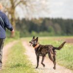 El ‘paseo del perro’ diario: el simple ejercicio que equivale a 15 minutos de carrera y quema calorías