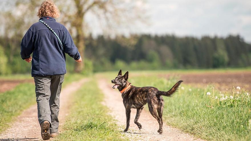 El ‘paseo del perro’ diario: el simple ejercicio que equivale a 15 minutos de carrera y quema calorías