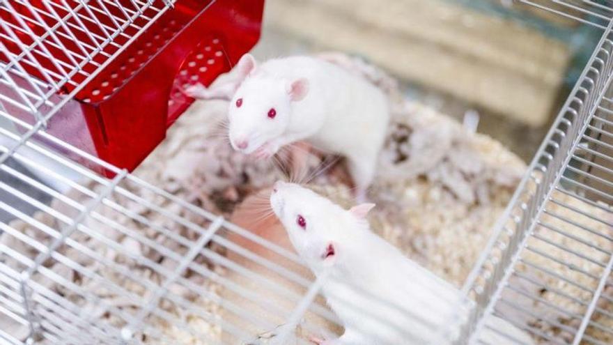 ¿Son las ratas realmente empáticas? La ciencia consigue medir la solidaridad de los roedores