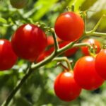 Nunca las plantes junto a los tomates: pueden frenar su crecimiento y favorecer las plagas