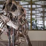 Un esqueleto de T. Rex se vende por 50,1 millones en una subasta en Nueva York